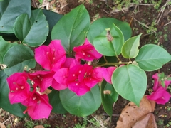 Bougainvillea spectabilis