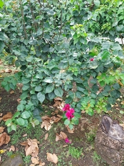 Bougainvillea spectabilis