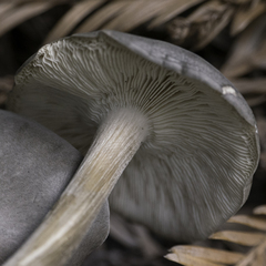 Melanoleuca melaleuca