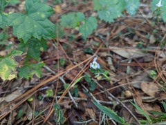 Triphora trianthophoros