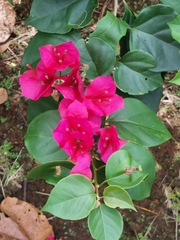 Bougainvillea spectabilis