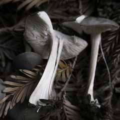 Melanoleuca melaleuca