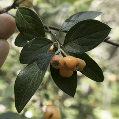 Cotoneaster franchetii