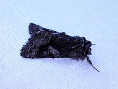 Behrensia conchiformis