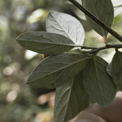 Cotoneaster franchetii