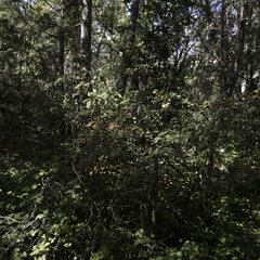 Cotoneaster franchetii