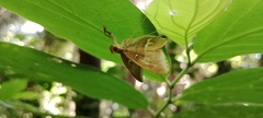 Phostria