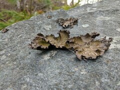 Umbilicaria muhlenbergii