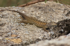 Sceloporus torquatus