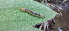 Eulepte