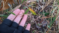 Dichanthelium sphaerocarpon