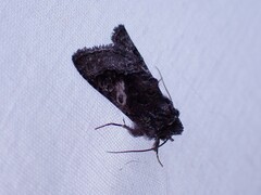 Behrensia conchiformis