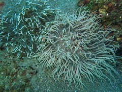 Macrodactyla doreensis