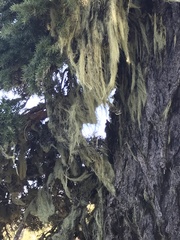 Alectoria sarmentosa