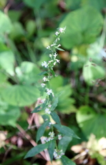Symphyotrichum lateriflorum