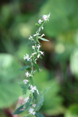 Symphyotrichum lateriflorum