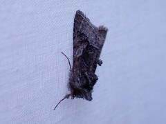 Behrensia conchiformis