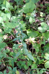 Symphyotrichum lateriflorum