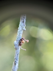 Ophiocordyceps dipterigena