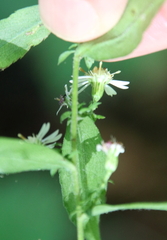 Symphyotrichum lateriflorum
