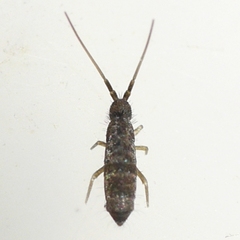 Tomocerinae
