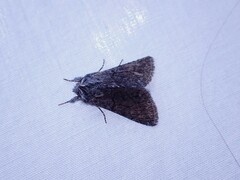 Pleromelloida