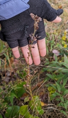Lespedeza virginica