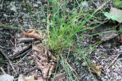 Poa nemoralis