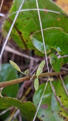 Lespedeza virginica