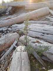 Lupinus arboreus