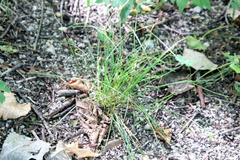 Poa nemoralis