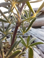 Lupinus arboreus