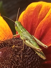 Pseudochorthippus parallelus