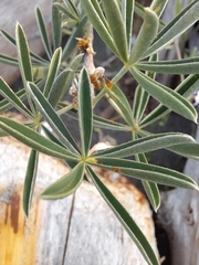 Lupinus arboreus