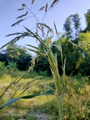 Sorghum arundinaceum