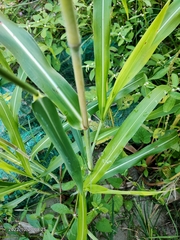 Sorghum arundinaceum