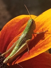 Pseudochorthippus parallelus