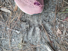 Odocoileus virginianus