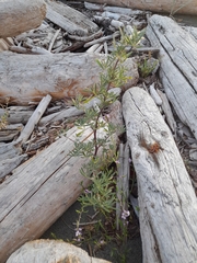 Lupinus arboreus