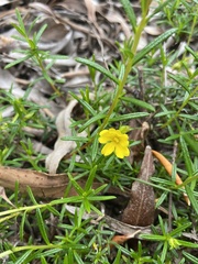 Hibbertia spicata