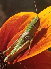 Pseudochorthippus parallelus
