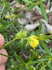 Hibbertia spicata