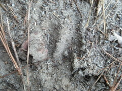 Odocoileus virginianus