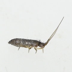 Tomocerinae