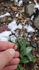 Pilosella piloselloides