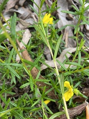 Hibbertia spicata