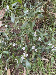 Myoporum petiolatum