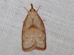 Enchocrates glaucopis
