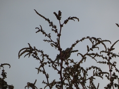 Passerculus sandwichensis