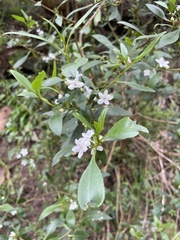 Myoporum petiolatum